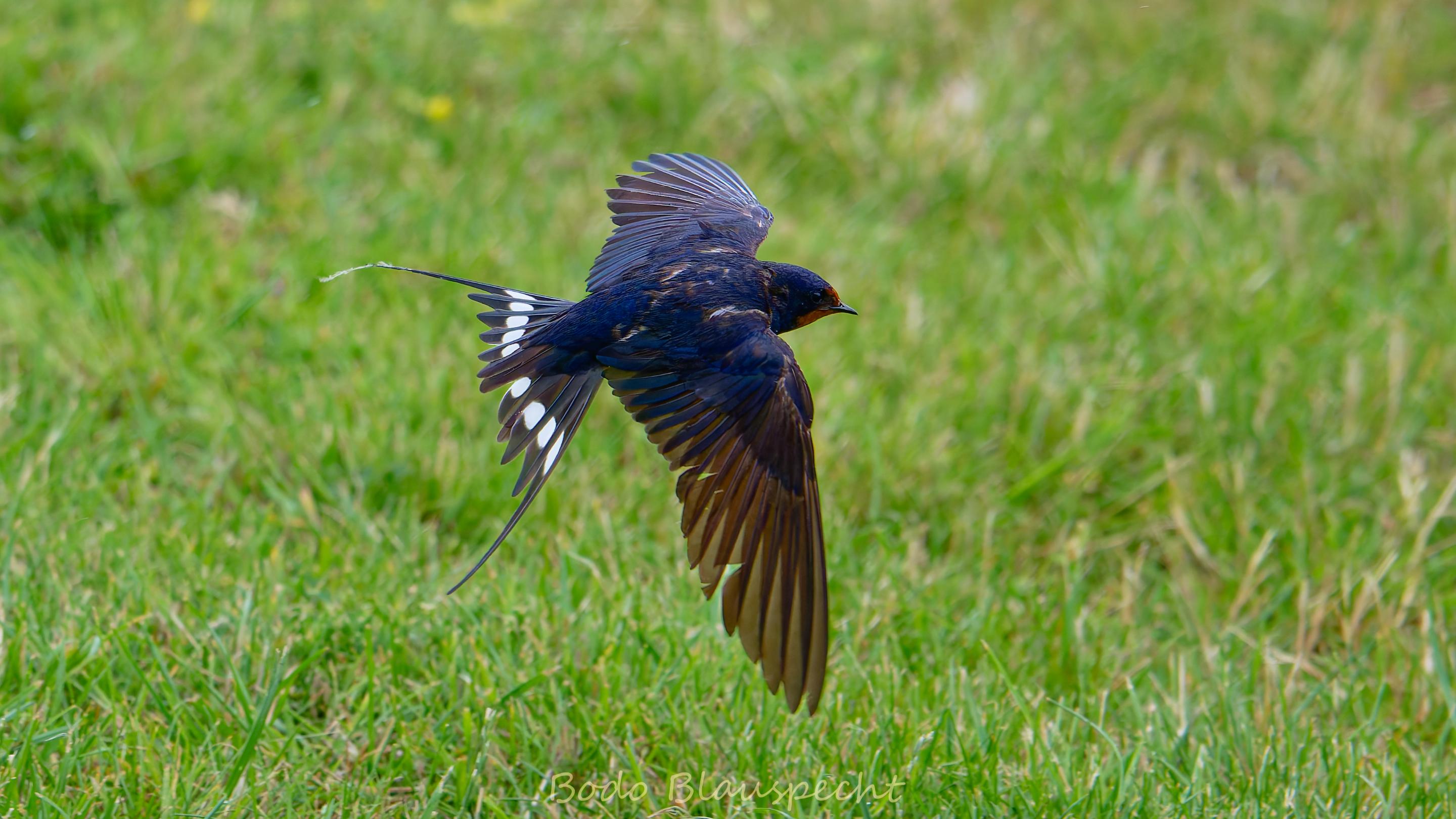 06.23 14.48 03   Natur   Maasholm HQ